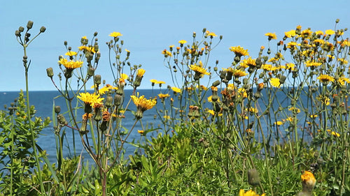 Seaside flowers. Prince Edward Island, Canada. HD.