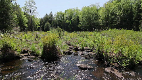 Marshland with stream. Summer in Ontario, Canada. HD.
