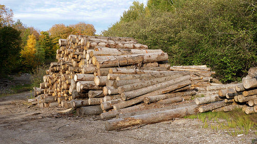 Large pile of felled trees. Lumber industry in Ontario, Canada. 4K.