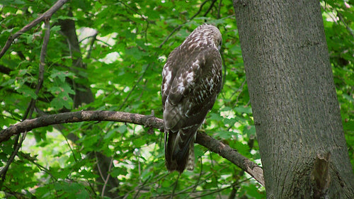 Red-tailed hawk on forest branch. HDV footage. HD.