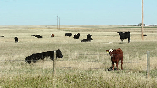 Prairie cows in Alberta, Canada. Calf looks at camera. HD.