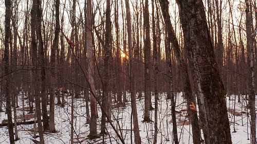 Dolly shot past bare trunks of winter forest at sunset. 4K.