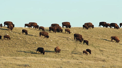 Herd of buffalo in Alberta, Canada. HD.