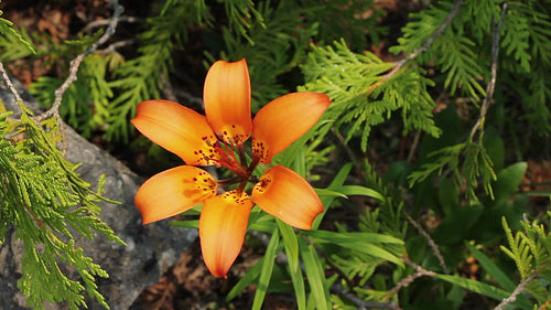 Orange lily wildflower. Ontario, Canada. HD.