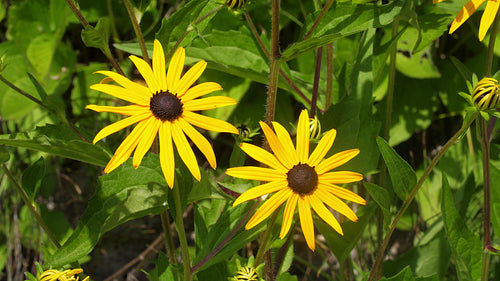 Pair of beautiful black-eyed Susans. Two yellow flowers in the garden. 4K.