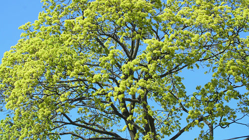 Spring tree with new fresh green leaves against blue sky. Toronto, Canada. 4K.