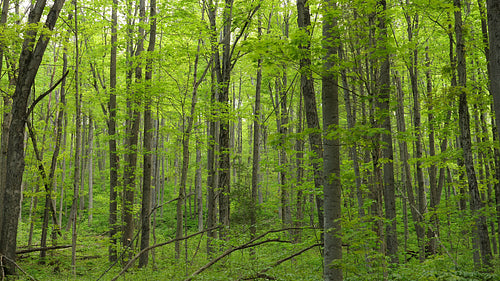 Spring forest with new fresh green leaves. Woods in Ontario, Canada. 4K.