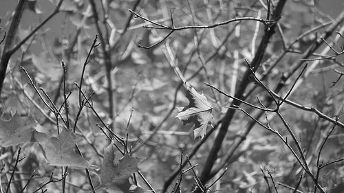 Fall maple leaf. Solitary leaf in focus. Black and white. HD video.
