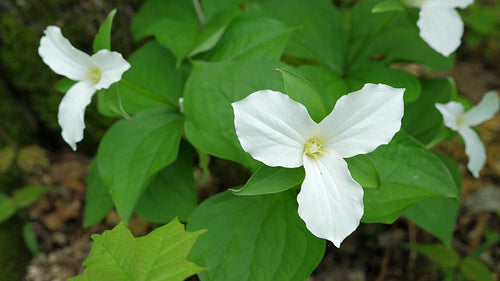 White trillium flower. The official flower of the province of Ontario, Canada. 4K.