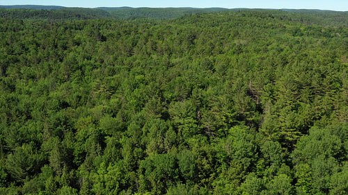 Summer drone flight over dense coniferous forest. Wakefield, Quebec. 4K.