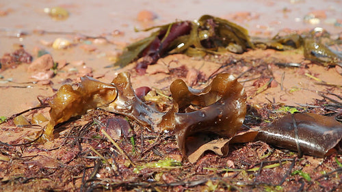 Golden brown seaweed at the seashore. PEI, Canada. HD.