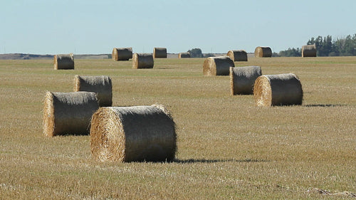 Hay bales in a field. Alberta, Canada. HD.