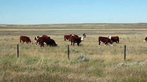 Prairie cows. Herd of cows in Alberta, Canada. HD.