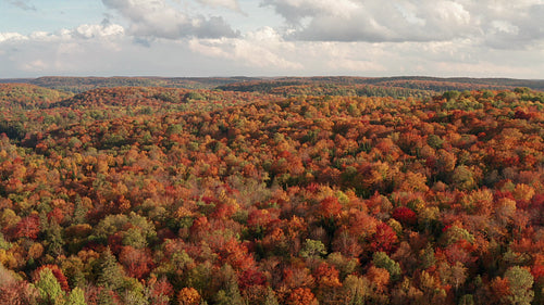 Drone flight over beautiful autumn forest landscape. 4K.