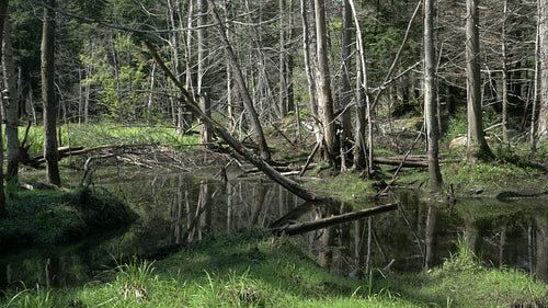 Summer swamp in the forest. Muskoka, Ontario. 4K.