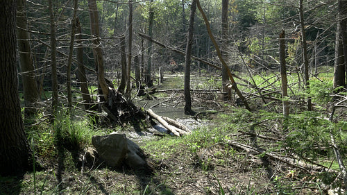 Sunlit summer swamp in the forest. Muskoka, Ontario. 4K.