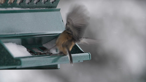 Slow motion chickadee at birdfeeder. Snowstorm in Ontario, Canada. HD.
