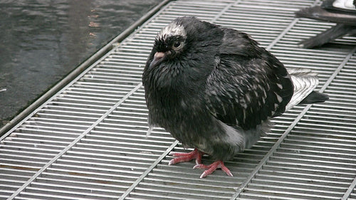 Wet pigeon on subway vent. HDV footage. HD.