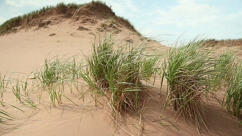Wild grass in sand dunes. Prince Edward Island, Canada. HD.