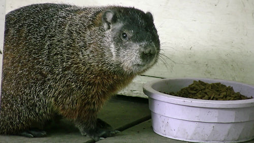 Domesticated groundhog feeds from a bowl. HDV footage. HD.