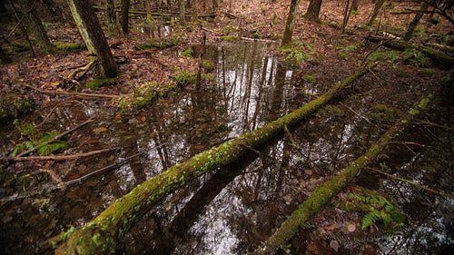 Swamp in the forest. Slow tilt up to reveal landscape. Half speed 4K clip. 4K.