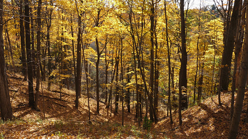 Golden sunlit maple trees in valley. Tilt down. Ontario, Canada. 4K.
