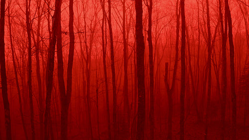 Horror forest. Slow dolly pull out misty blood red forest. 4K.