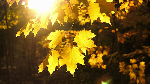 Beautiful golden, yellow maple leaves backlit by autumn sun with lensflare. 4K.