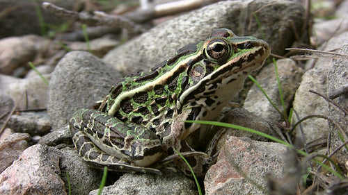 Northern leopard frog. Killarney provincial park. HDV footage. HD.