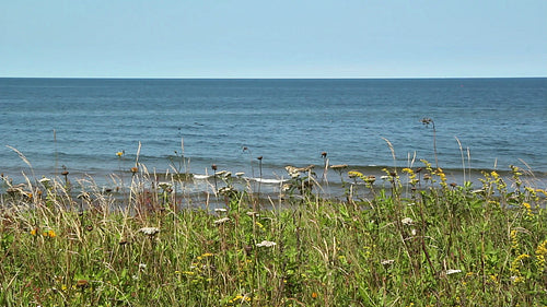 Seaside grass and flowers. Prince Edward Island, Canada. HD.