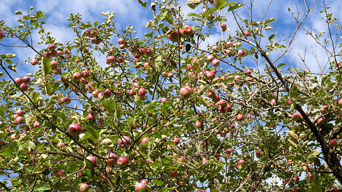 Autumn apple tree with red apples ready to pick. 4K.