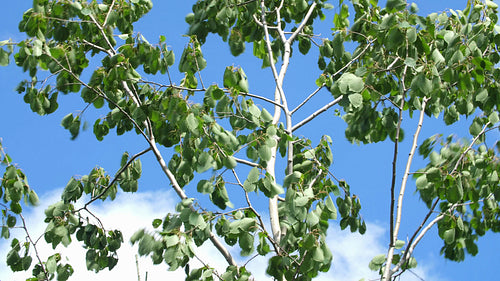 Green leaves of beech tree blowing in the wind. Blue summer sky. 4K.