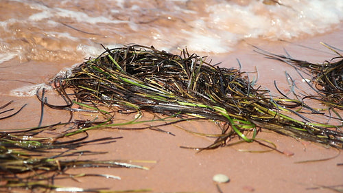 Seaweed or seagrass at the seashore. PEI, Canada. HD.
