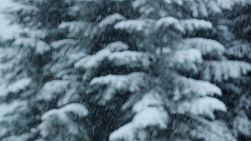 Snow and evergreens. Defocused trees with falling snow in focus. HD.