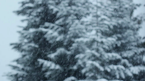 Snow and evergreen trees. Defocused trees with falling snow in focus. HD.
