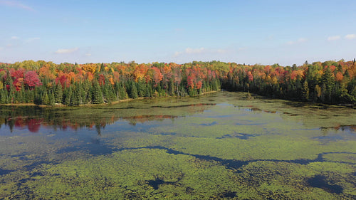 Drone flight over wetlands towards autumn shore. Ontario, Canada. 4K.