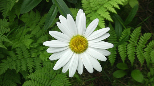 Daisy with ferns in the background. Overhead, top down shot. HDV footage. HD.