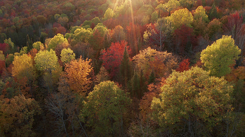 Beautiful autumn valley. Drone flight over fall trees illuminated by sunset light. 4K.