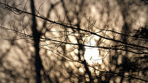 Bare winter tree branch in silhouette. Golden defocused sun in background. 4K.