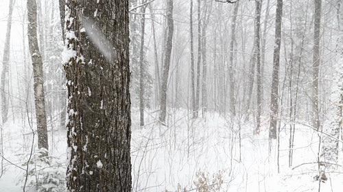 Thick snow falling in the forest. Stabilized shot with tree in foreground. HD.