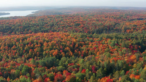 Drone flight over hazy autumn landscape in Ontario, Canada. 4K.