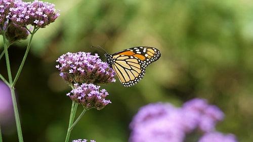 Monarch butterfly feeding on purple verbena flower. Macro shot. 4K.