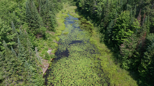 Drone aerial over summer wetlands. Tilt up to reveal landscape. Ontario, Canada. 4K.
