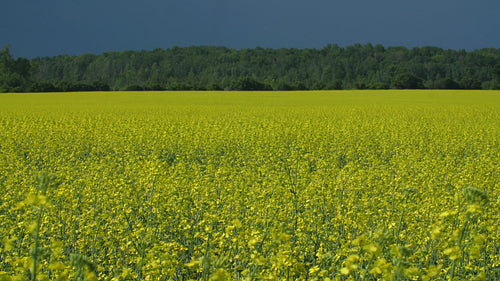 Sunny field of canola rapeseed with dark grey stormclouds. Ontario, Canada. 4K.