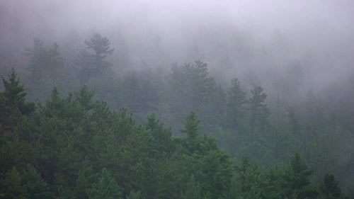 Misty trees. Mist moving through evergreen trees. HDV footage. HD.