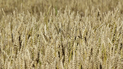 Wheat field detail. Shallow DOF. Saskatchewan, Canada. HD.