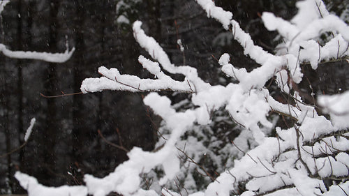Slow motion snow falling on winter branches. Forest in Ontario, Canada. HD.