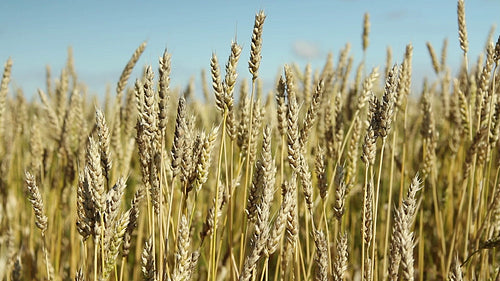 Wheat crop with blue sky. Saskatchewan, Canada. HD.