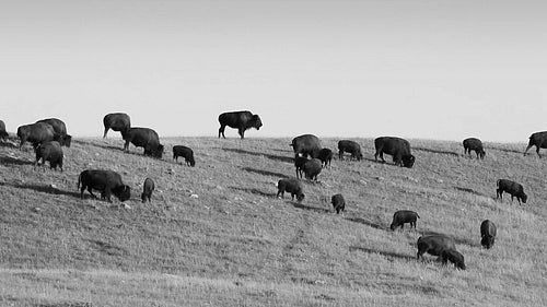 Herd of buffalo in Alberta, Canada. Black and white. HD.