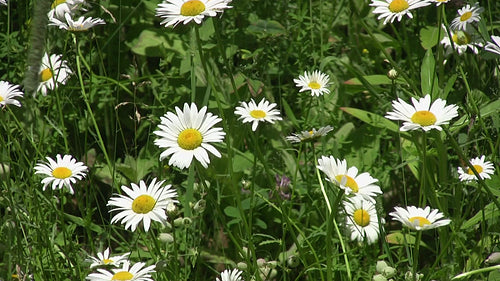 Spring daisies in green meadow. Ontario, Canada. HDV footage. HD.